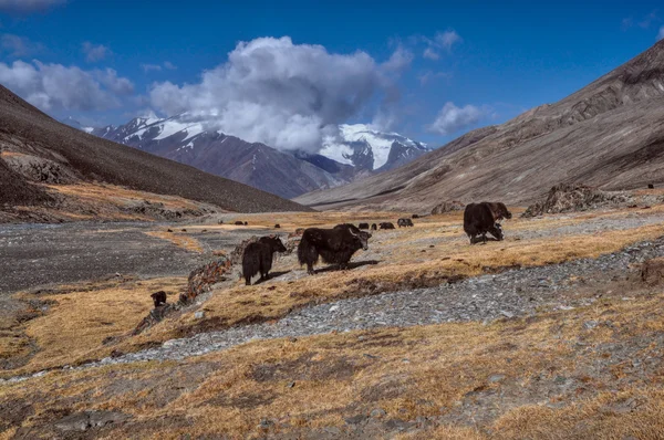 타지 키스탄 yaks — 스톡 사진