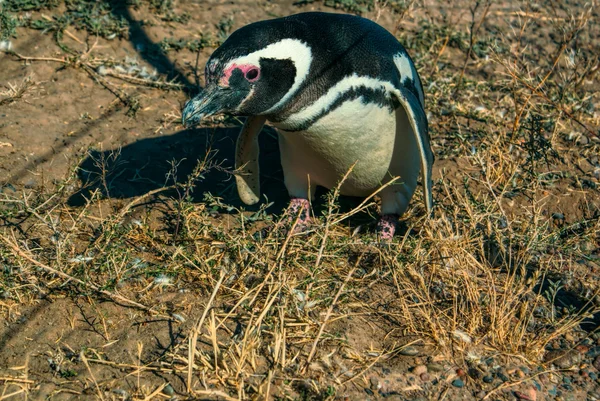 Pingüino magallánico — Foto de Stock