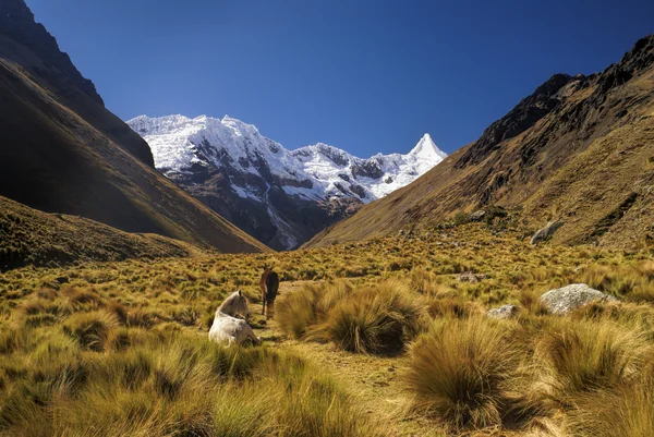 Andes peruanos — Fotografia de Stock