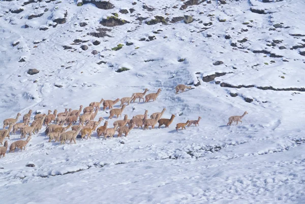 Kudde lama's in Andes — Stockfoto