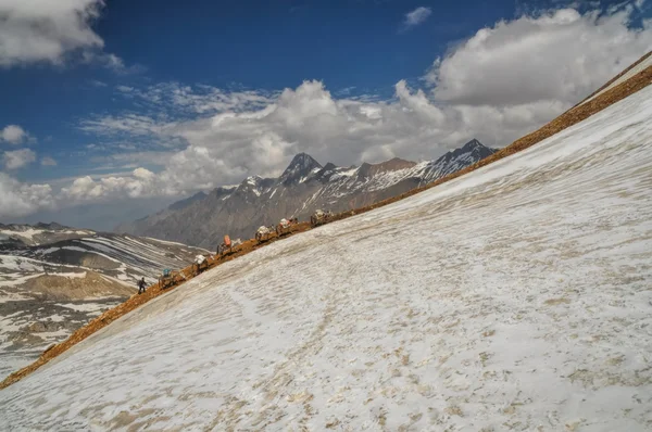 I muli in Himalaya — Foto Stock