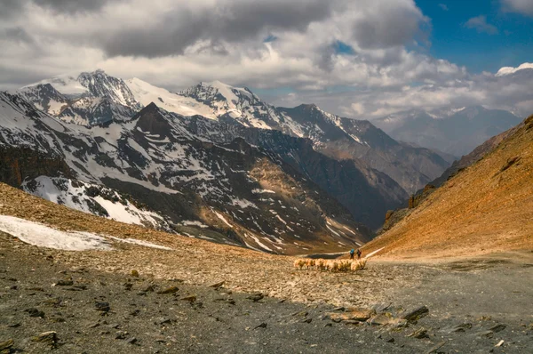 Sheep in Himalayas Stock Image