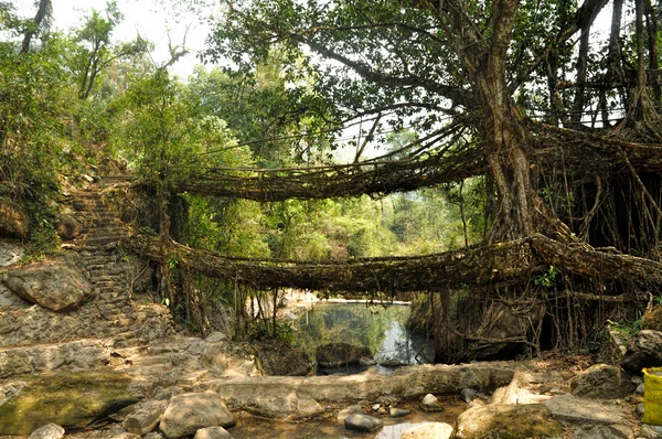 Vecchio ponte radice in India — Foto Stock