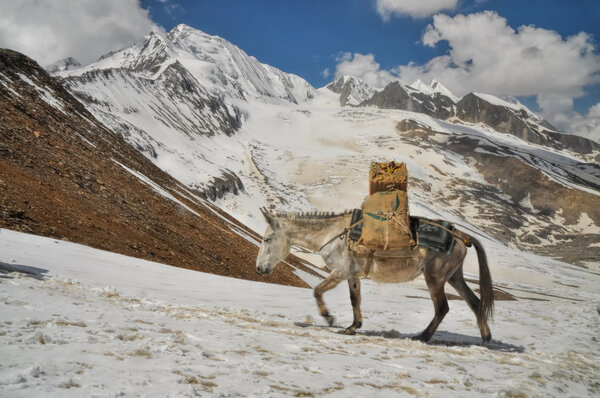 Mule in Himalayas