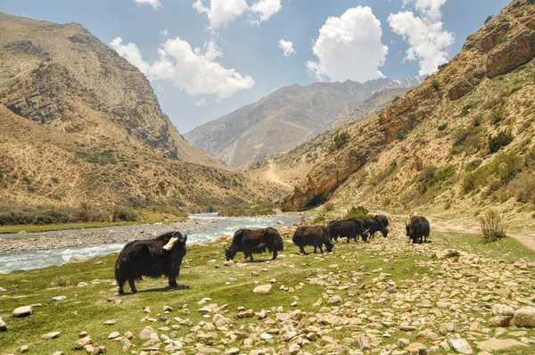 Yaks in Nepal — Stock Photo, Image