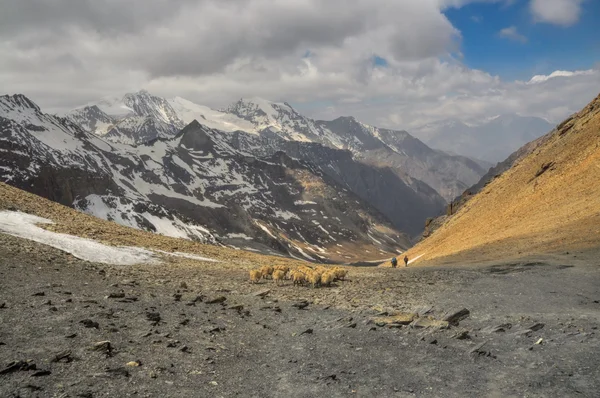 Овцы в Гималаях — стоковое фото