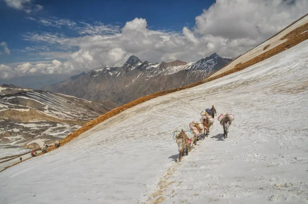 Mules in Himalayas — Stock Photo, Image