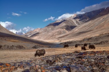 Yaks Tacikistan