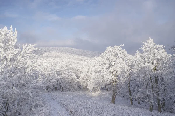 Winter — Stockfoto