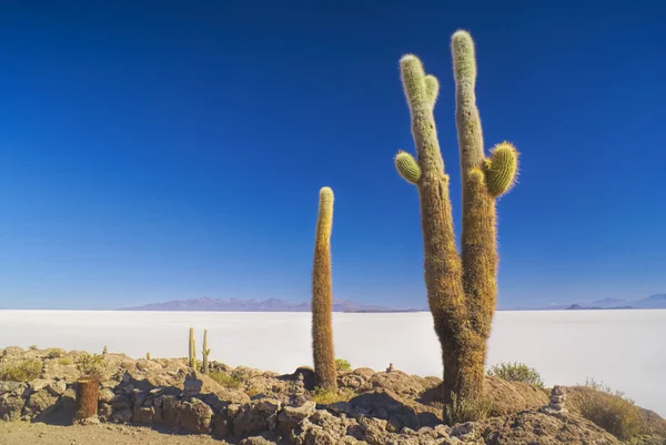Kaktus von Lamellen-Ebenen — Stockfoto