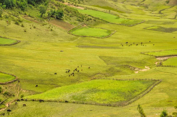 Зеленые поля Непала — стоковое фото