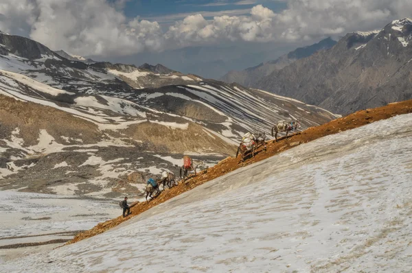 Mules in Himalayas — Stock Photo, Image