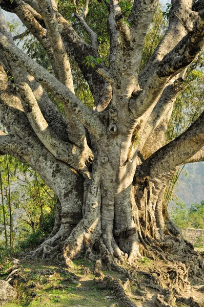 Vecchio albero — Foto Stock