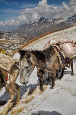Mules in Himalayas clipart
