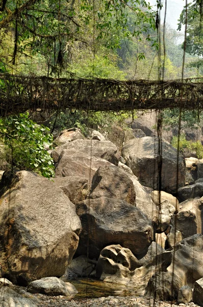 Vecchio ponte radice in India — Foto Stock