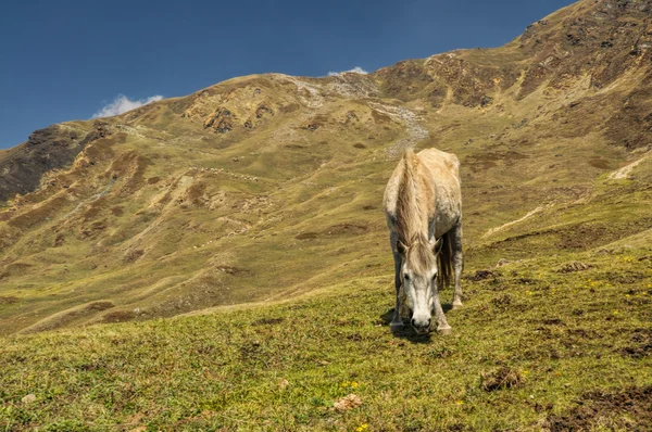 Caballo en Himalaya — Foto de Stock