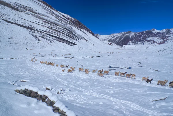 Manada de Llamas en los Andes — Foto de Stock