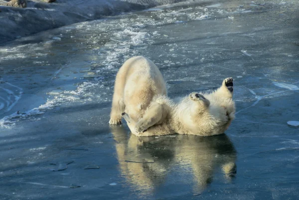 Polar bears — Stock Photo, Image