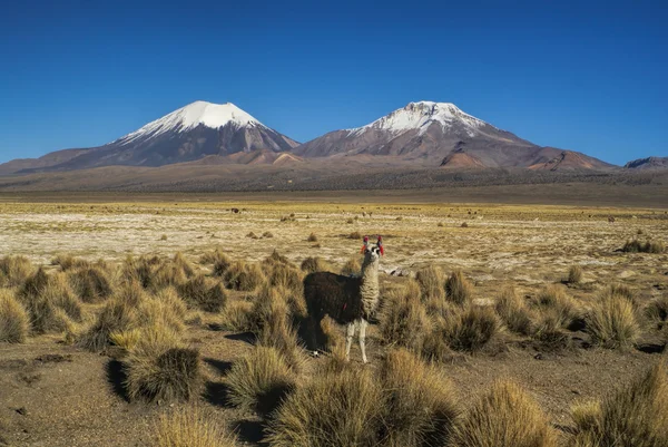 Llama no parque de sajama — Fotografia de Stock