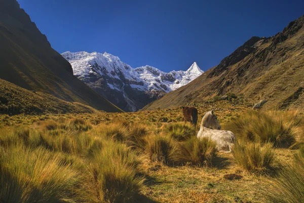 Peruanska Anderna — Stockfoto