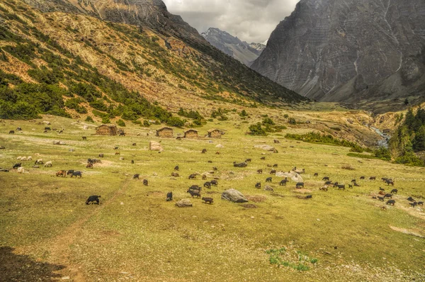 Chèvres en Himalaya — Photo