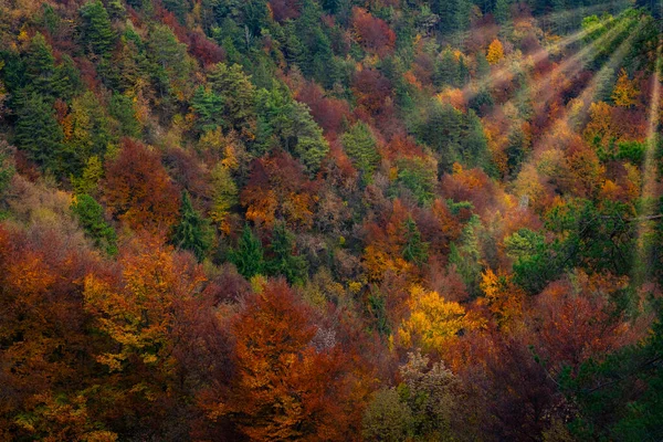 Natürlicher Zyklus Wechselnder Jahreszeiten Bunte Mischwälder Spätherbst Lungen Unseres Planeten — Stockfoto