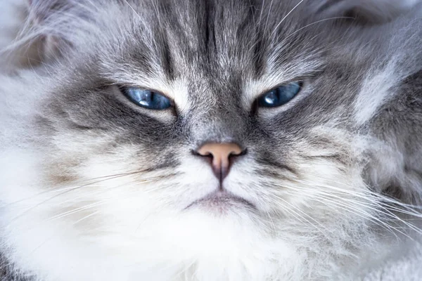 Porträtt Stor Vild Sibirisk Katt Stora Katter Med Mild Karaktär — Stockfoto