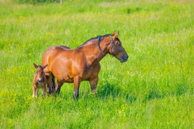 Çiftlikte tasasız bir hayat. Bahar çayırları ve çiftlik hayvanlarının olduğu kırsal bölge. Atlı güzel doğa sahnesi.