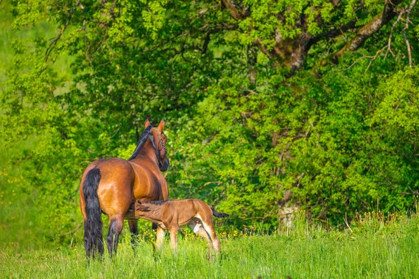 Det Bekymmerslösa Livet Gården Landsbygd Med Vårängar Och Gårdsaninmaler Vacker — Stockfoto