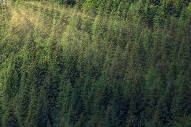 Ormanlar, gezegenimizin akciğerleri. Yüksek dağlarda yeşil ve sağlıklı kozalaklı ağaçlar. Daha iyi bir gelecek için ödenek.