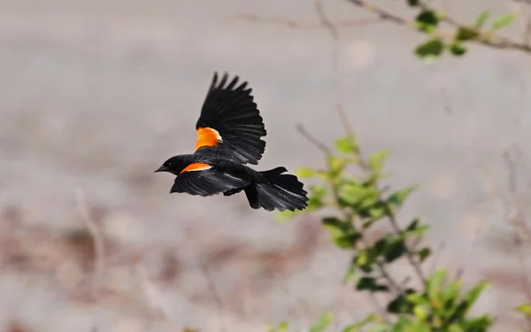 Pájaro negro alado rojo volando — Foto de Stock