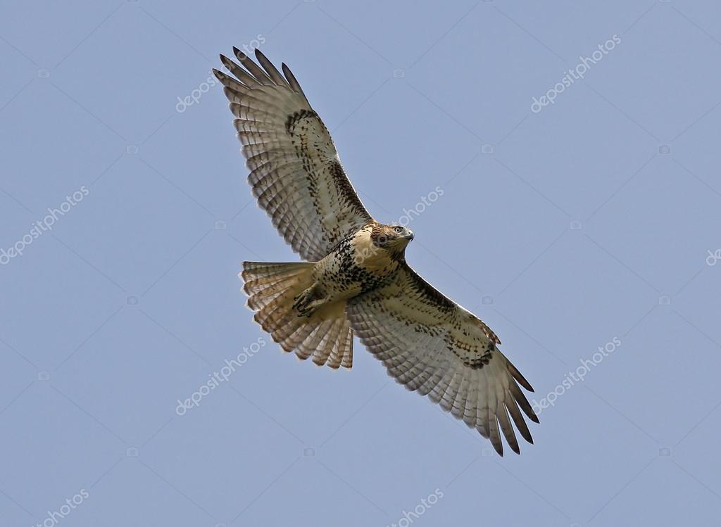 Red Tailed Hawk wingspan Stock Photo by ©Loganimages 102364350