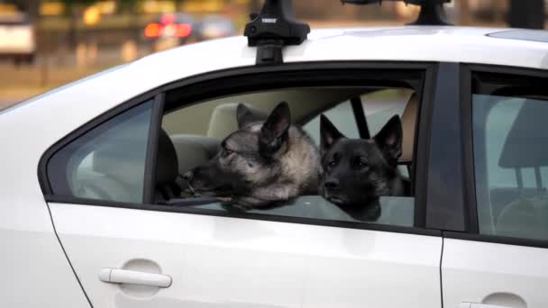 4K60Fps German Shepherd Service Dogs Wait Car Owner Return — Stock Video