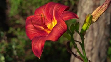  4K Lily kırmızı kahverengi çiçek esintili gece ılık güneş ışığı