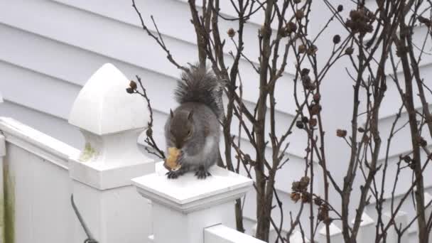 4K60Fps Eichhörnchen Isst Gerne Weggeworfenes Stück Obst — Stockvideo