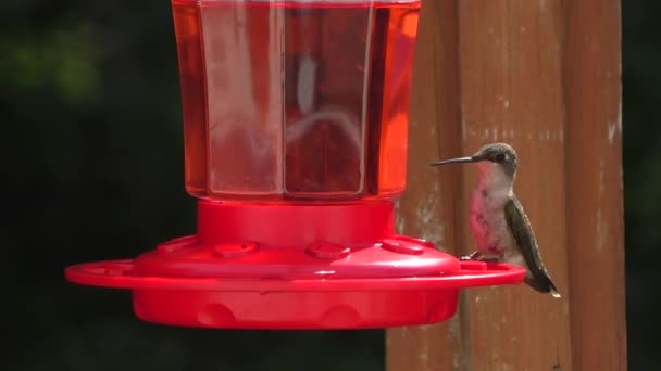 Hummingbird Besöker Nektarmatare För Smak — Stockvideo