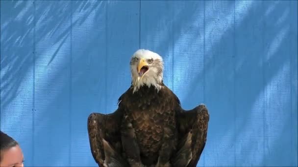 Bald eagle skrikande — Stockvideo