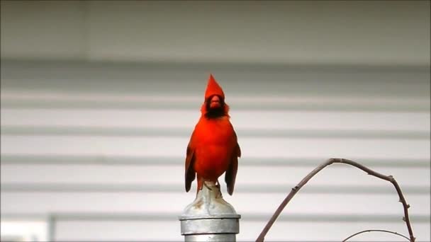 Le cardinal chante — Video