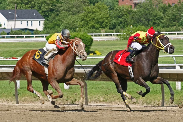 Caballos de carrera — Foto de Stock