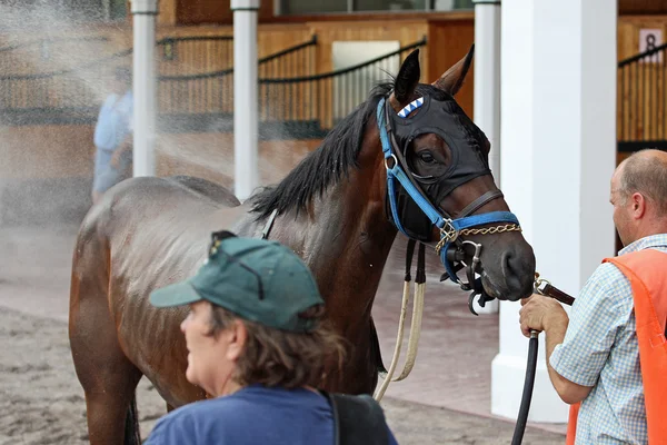 Yarış atı bir su hortumu iner