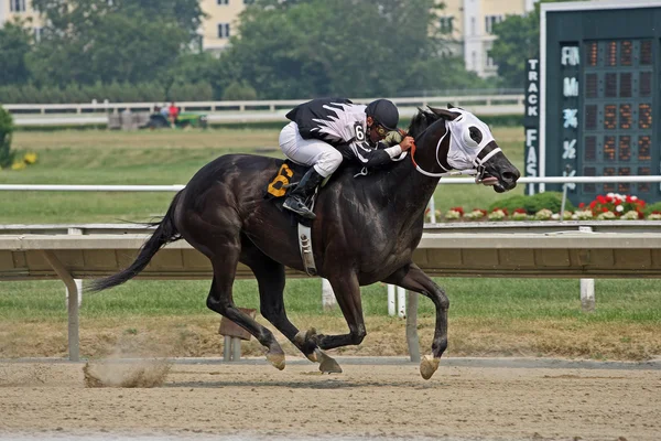 Cavalo de corrida com os quatro cascos fora do chão — Fotografia de Stock