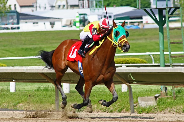 Cheval de course donne un coup de pied de terre — Photo