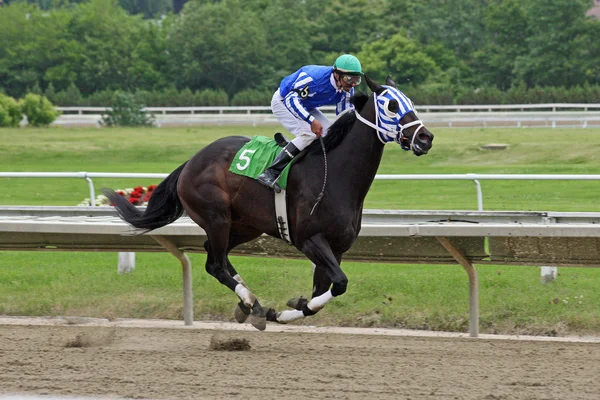 Race horse op topsnelheid — Stockfoto