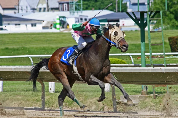 Jokey kırbaç yarış atı için gösterir.