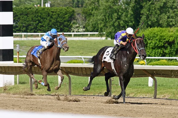 Race Horses turn corner, head for home — Stock Photo, Image