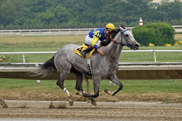Yarış atı ve jokey — Stok fotoğraf