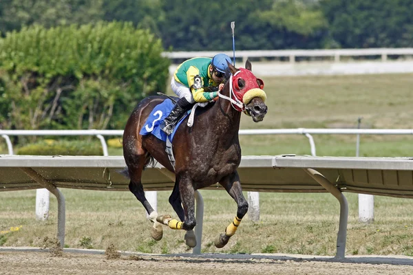 Cabezas de caballo de carrera número 3 para casa — Foto de Stock