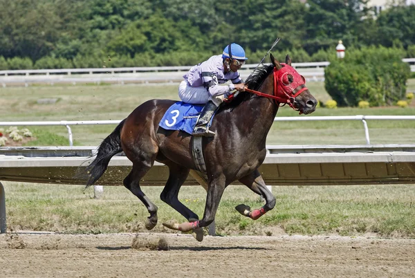 フィニッシュ ラインにレース馬競馬 — ストック写真