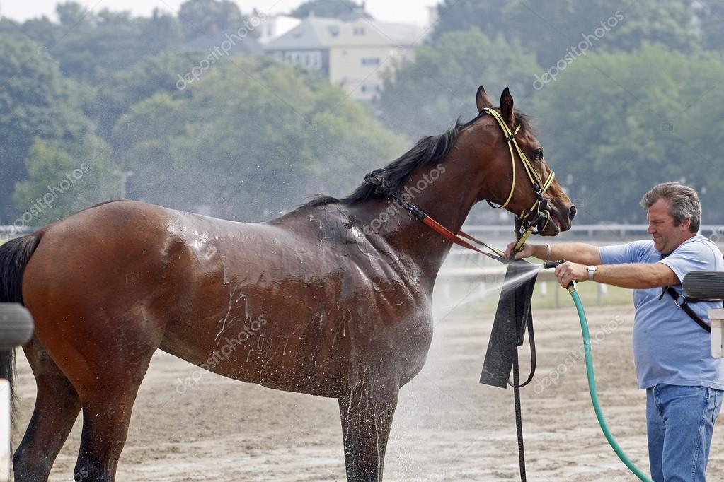 Race horse gets water spray Stock Editorial Photo © Loganimages 58983993