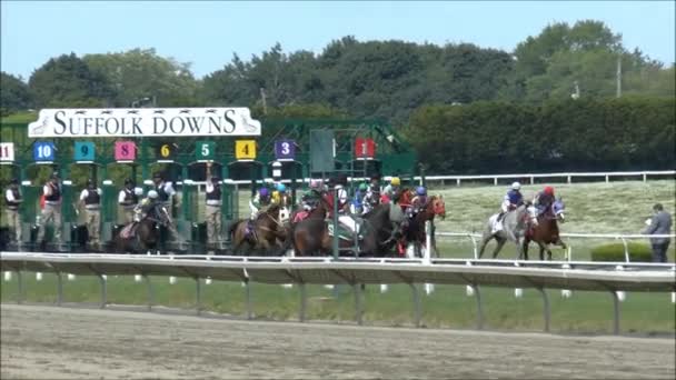 Starting gate Horse Racing — Stock Video